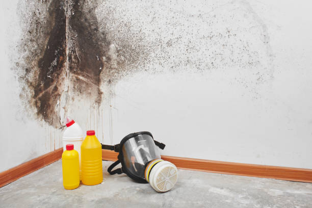 Trusted Lake Orion, MI Mold Removal Experts