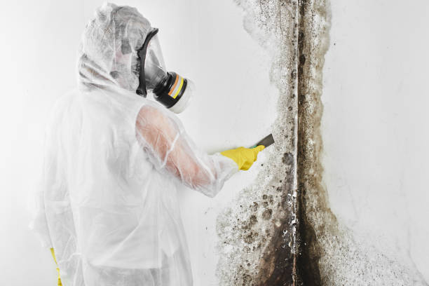 Best Crawl Space Mold Removal  in Lake Orion, MI