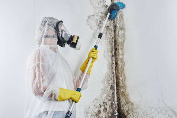 Best Black Mold Removal  in Lake Orion, MI