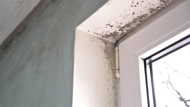 Best Mold Damage Repair  in Lake Orion, MI
