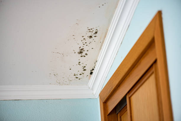 Best Water Damage Restoration  in Lake Orion, MI