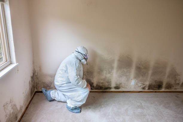 Best Mold Damage Repair  in Lake Orion, MI