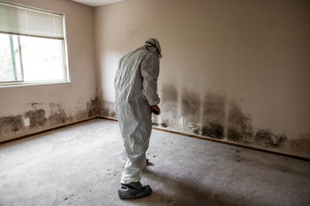 Best Certified Mold Removal  in Lake Orion, MI