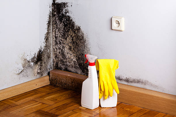 Best Local Mold Removal Service  in Lake Orion, MI
