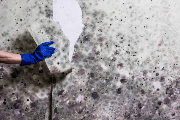 Best Attic Mold Removal  in Lake Orion, MI
