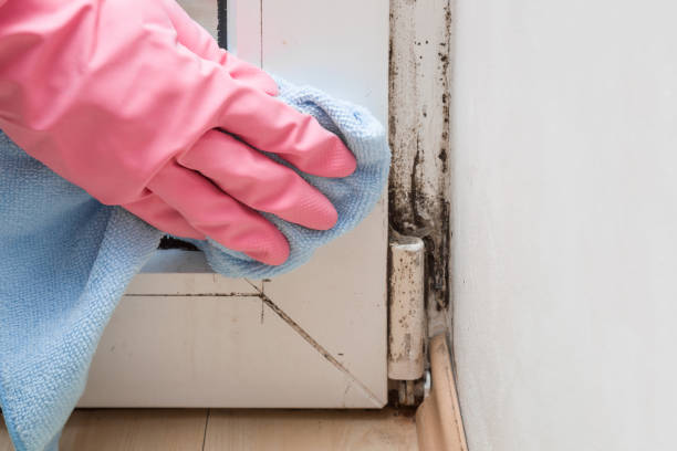 Best Office Mold Removal Services  in Lake Orion, MI
